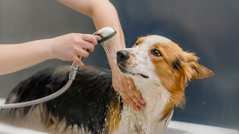 Çayyolu Pet Grooming